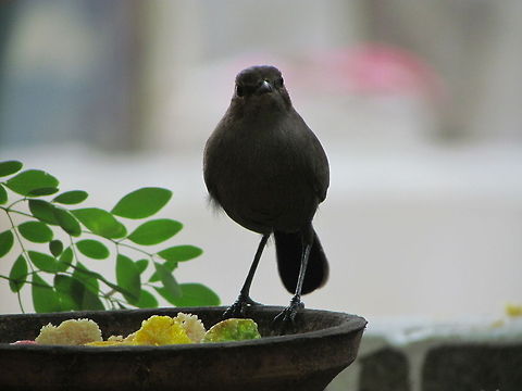 Bird  Copsychus fulicatus,Geotagged,India,Indian Robin