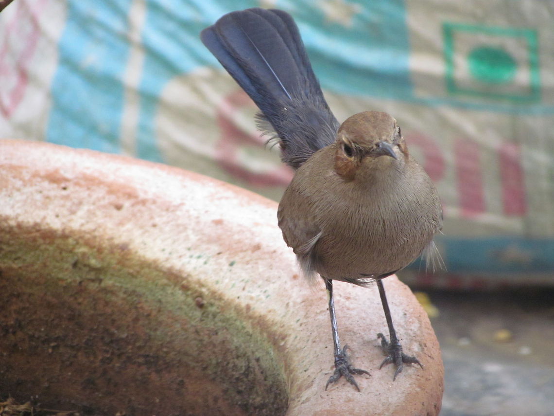 Unknown bird  Copsychus fulicatus,Geotagged,India,Indian Robin