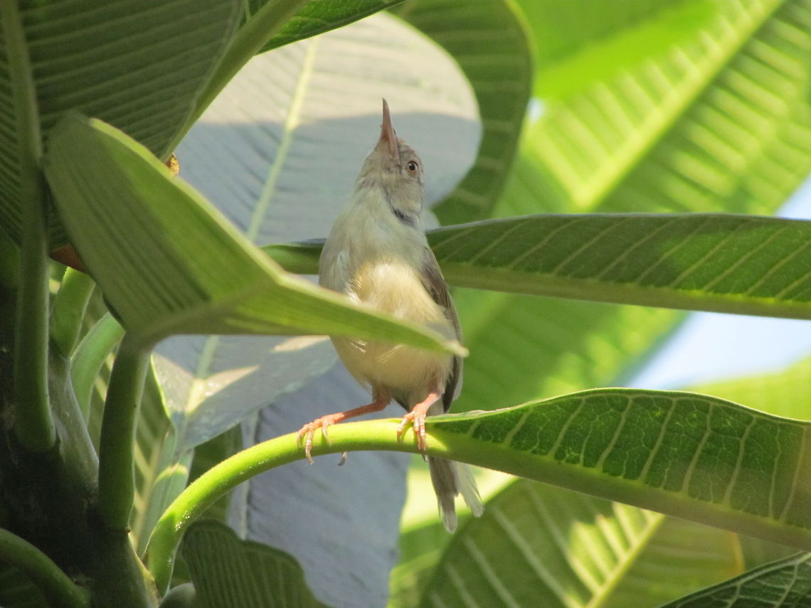 The Tailor bird  Common Tailorbird,Geotagged,India,Orthotomus sutorius