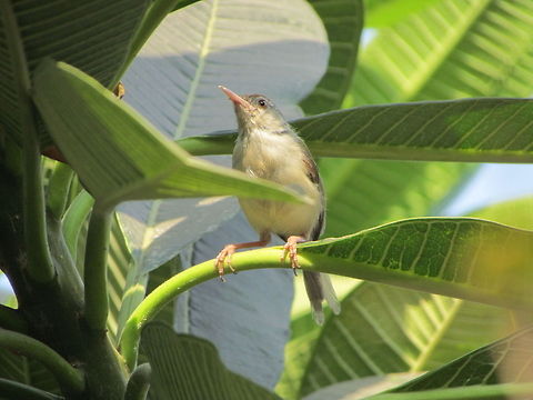common tailor bird  Common Tailorbird,Geotagged,India,Orthotomus sutorius