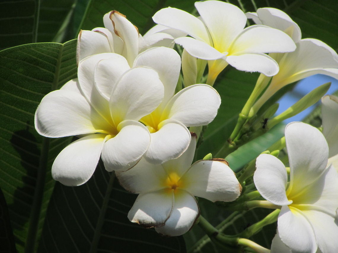 White flowers with yellow core  Geotagged,India,Plumeria obtusa