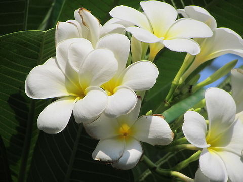 White flowers with yellow core  Geotagged,India,Plumeria obtusa