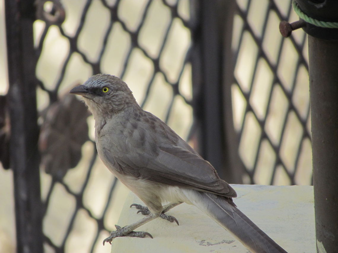 Jungle Babbler  Geotagged,Jungle Babbler,Turdoides striata