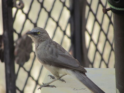 Jungle Babbler  Geotagged,Jungle Babbler,Turdoides striata