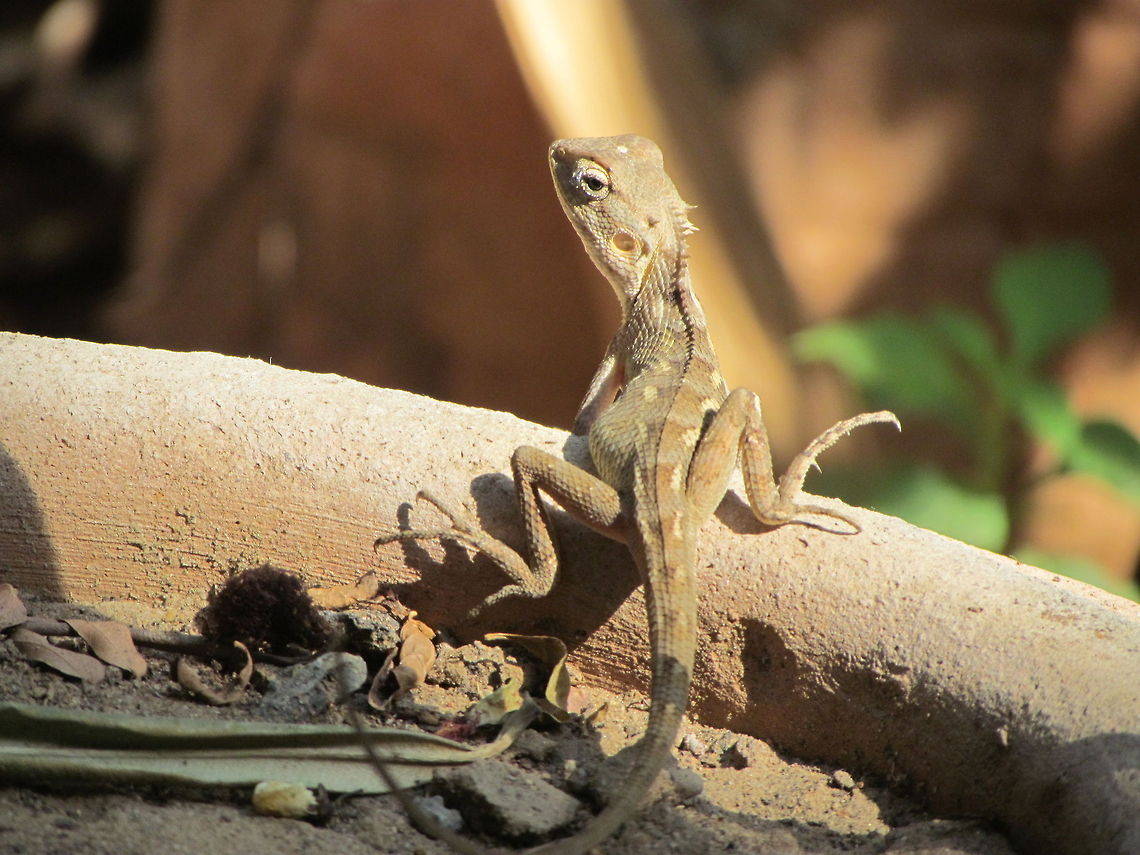 Bearded Dragon Lizard (Pogona vitticeps) Baby I have also seen something similar to this described as &#039;A Baby Witblits Bearded Dragon&#039; Geotagged,India,Pogona vitticeps