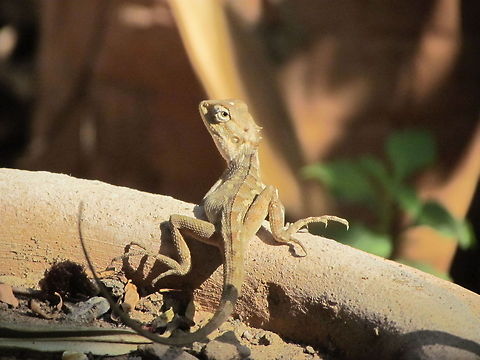 IMG_3735  Calotes versicolor,Geotagged,India,Oriental Garden Lizard