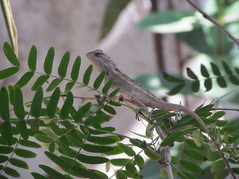 IMG_3734  Calotes versicolor,Geotagged,India,Oriental Garden Lizard