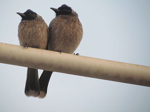 Bulbuls  Common Bulbul,Geotagged,India,Pycnonotus barbatus,Pycnonotus cafer,Red-vented Bulbul