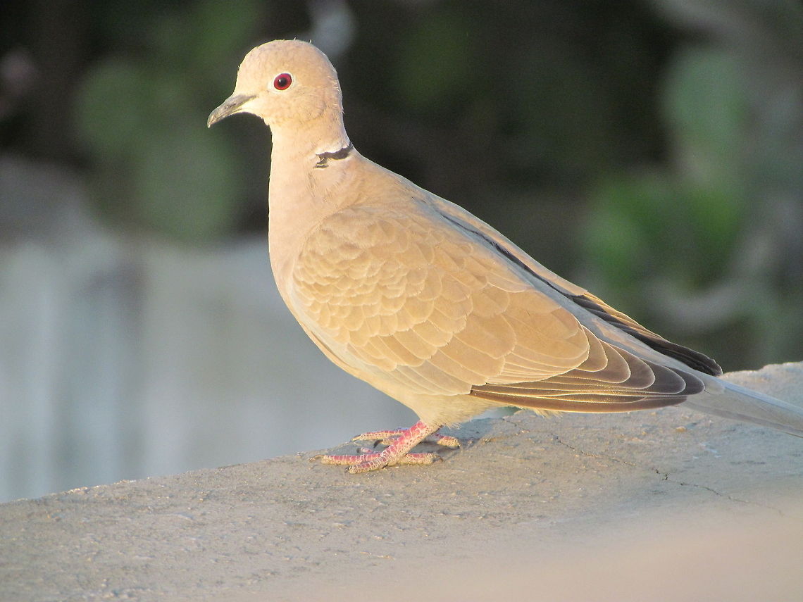 Pigeon in India  Eurasian Collared Dove,Geotagged,India,Streptopelia decaocto