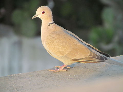 Pigeon in India  Eurasian Collared Dove,Geotagged,India,Streptopelia decaocto