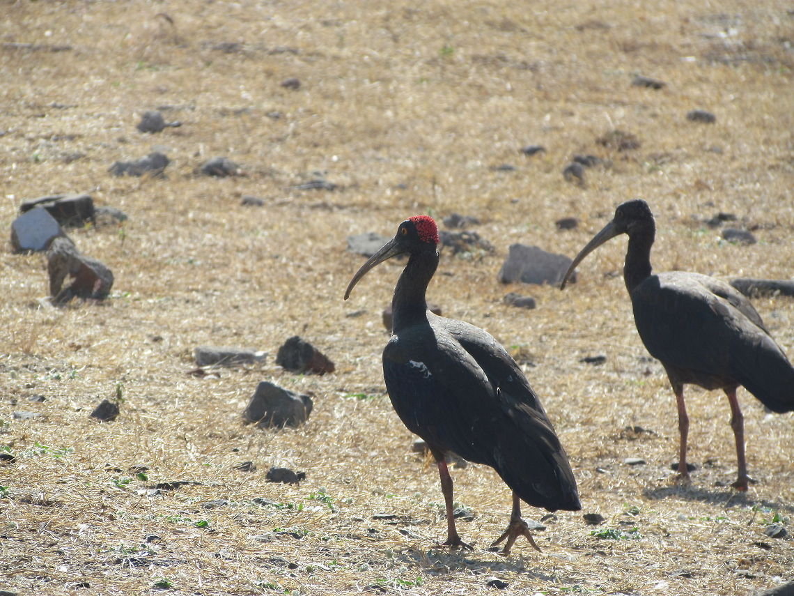 Black-necked Crane 2  Black-necked Crane,Geotagged,Grus nigricollis,India,Pseudibis papillosa,Red-naped Ibis