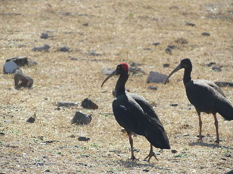Black-necked Crane 2  Black-necked Crane,Geotagged,Grus nigricollis,India,Pseudibis papillosa,Red-naped Ibis
