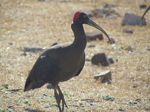 Black-necked Crane  Geotagged,India,Pseudibis papillosa,Red-naped Ibis