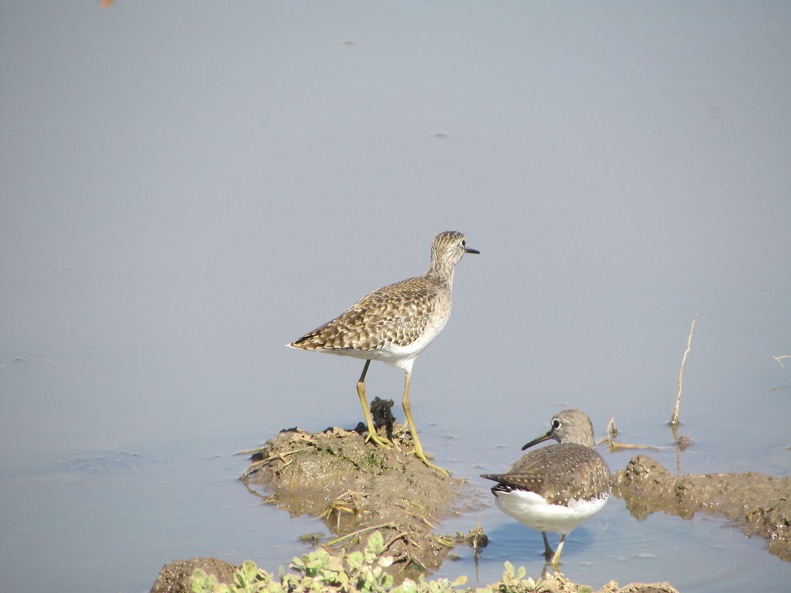 Wood Sandpiper  Geotagged,India,Tringa glareola,Wood Sandpiper