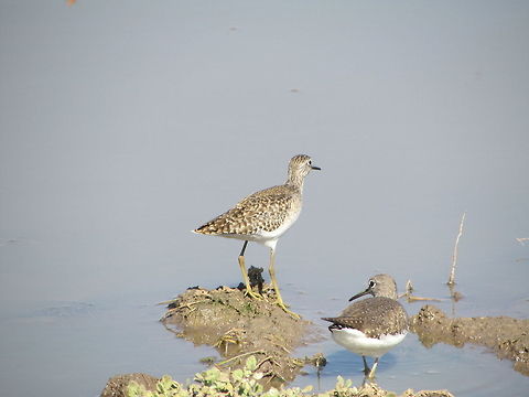 Wood Sandpiper  Geotagged,India,Tringa glareola,Wood Sandpiper
