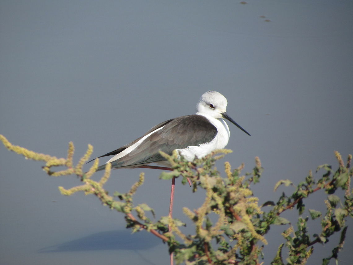 Black-winged Stilt resting  Black-winged Stilt,Geotagged,Himantopus himantopus,India