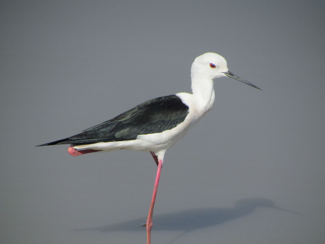 Black-winged Stilt closeup  Black-winged Stilt,Geotagged,Himantopus himantopus,India