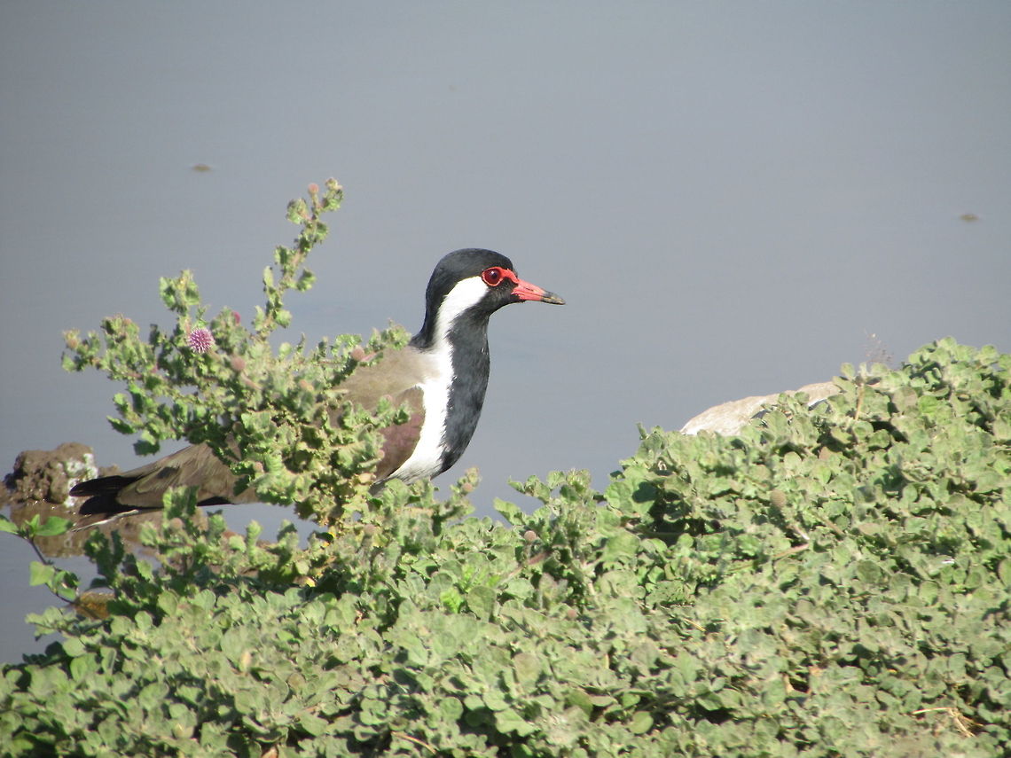 Red-wattled Lapwing  Geotagged,India,Red-wattled Lapwing,Vanellus indicus