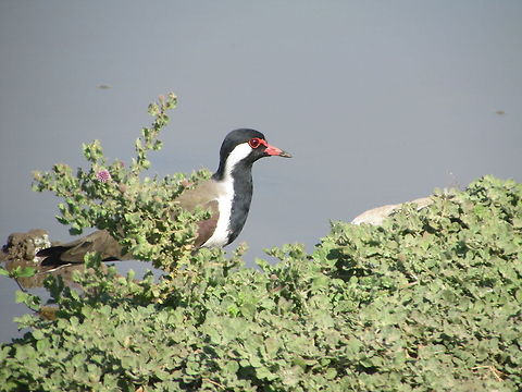Red-wattled Lapwing  Geotagged,India,Red-wattled Lapwing,Vanellus indicus