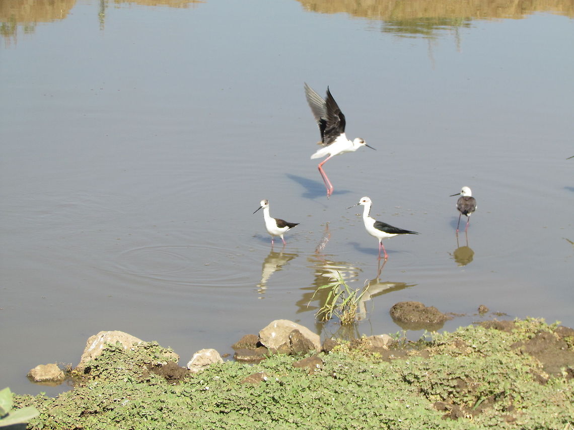 Black-winged Stilt in flight  Black-winged Stilt,Geotagged,Himantopus himantopus,India