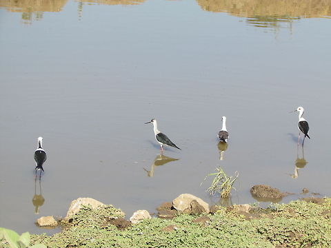 Birds  Black-winged Stilt,Geotagged,Himantopus himantopus,India