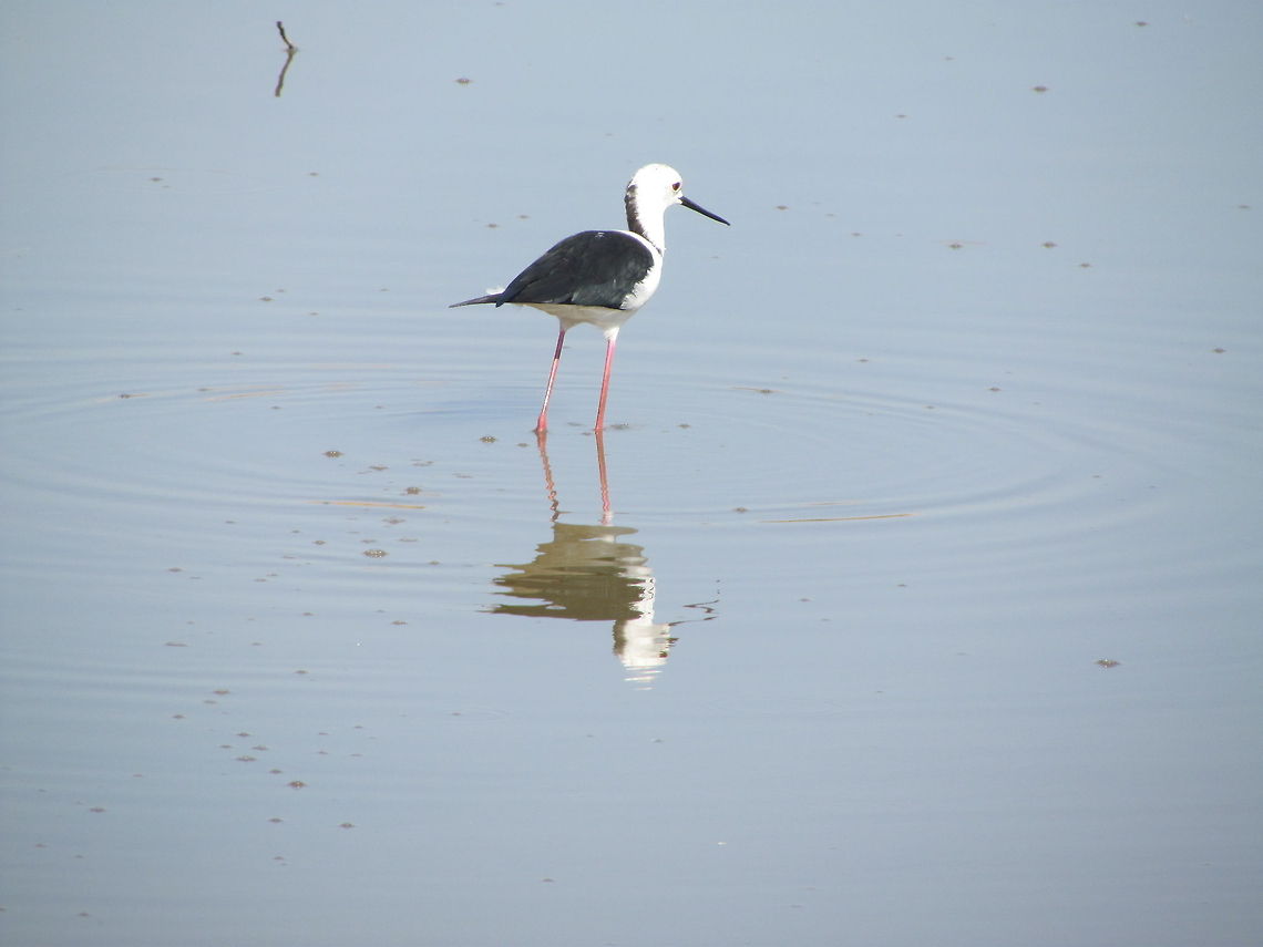 Black-winged Stilt  Black-winged Stilt,Geotagged,Himantopus himantopus,India,bird