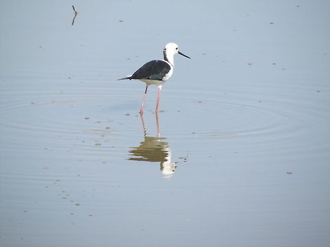 Black-winged Stilt  Black-winged Stilt,Geotagged,Himantopus himantopus,India,bird