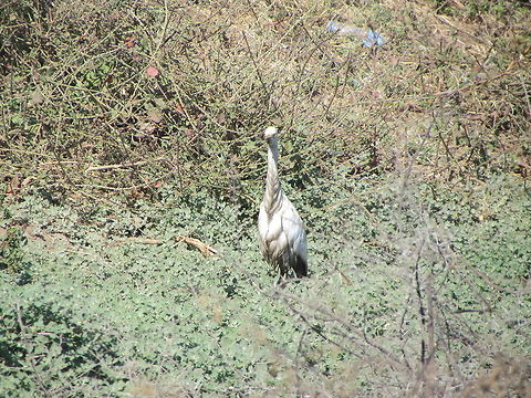 Cattle Egret  Bubulcus ibis,Cattle Egret,Geotagged,India