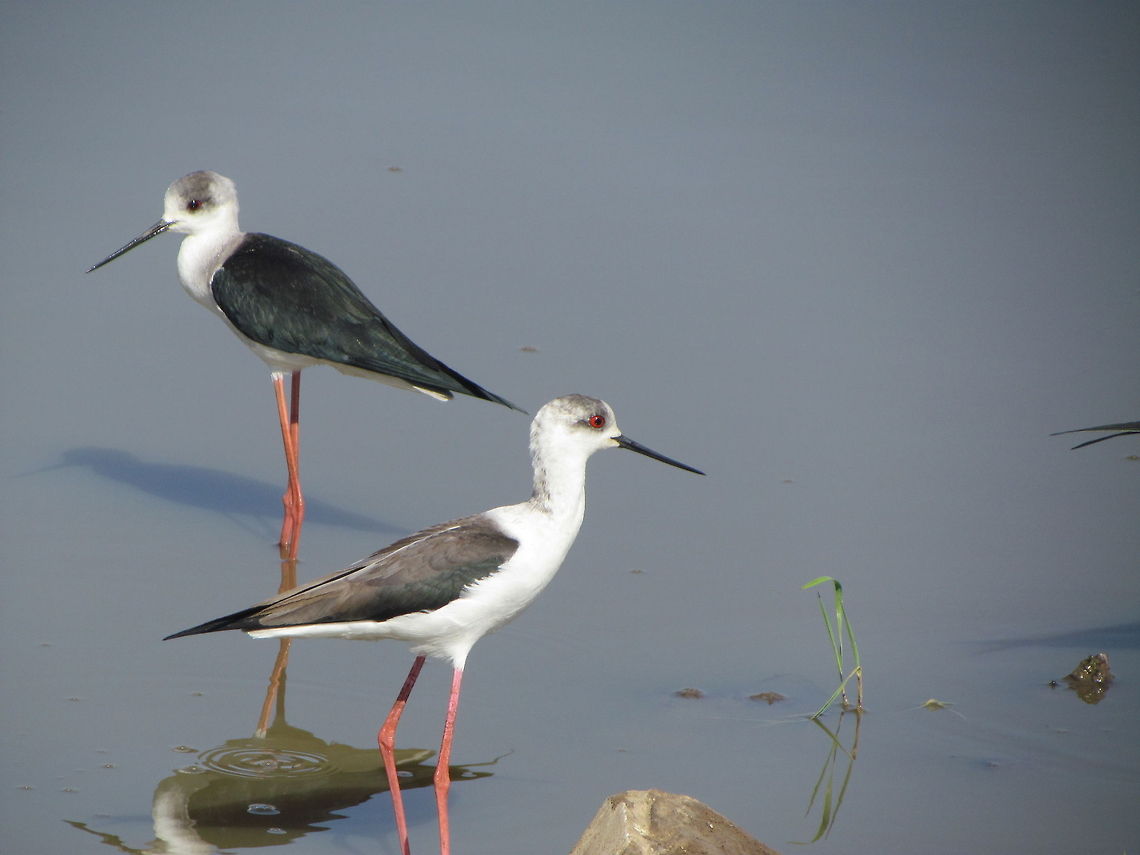 Two Black-winged Stilts  Black-winged Stilt,Geotagged,Himantopus himantopus,India