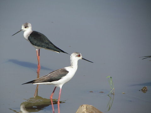 Two Black-winged Stilts  Black-winged Stilt,Geotagged,Himantopus himantopus,India