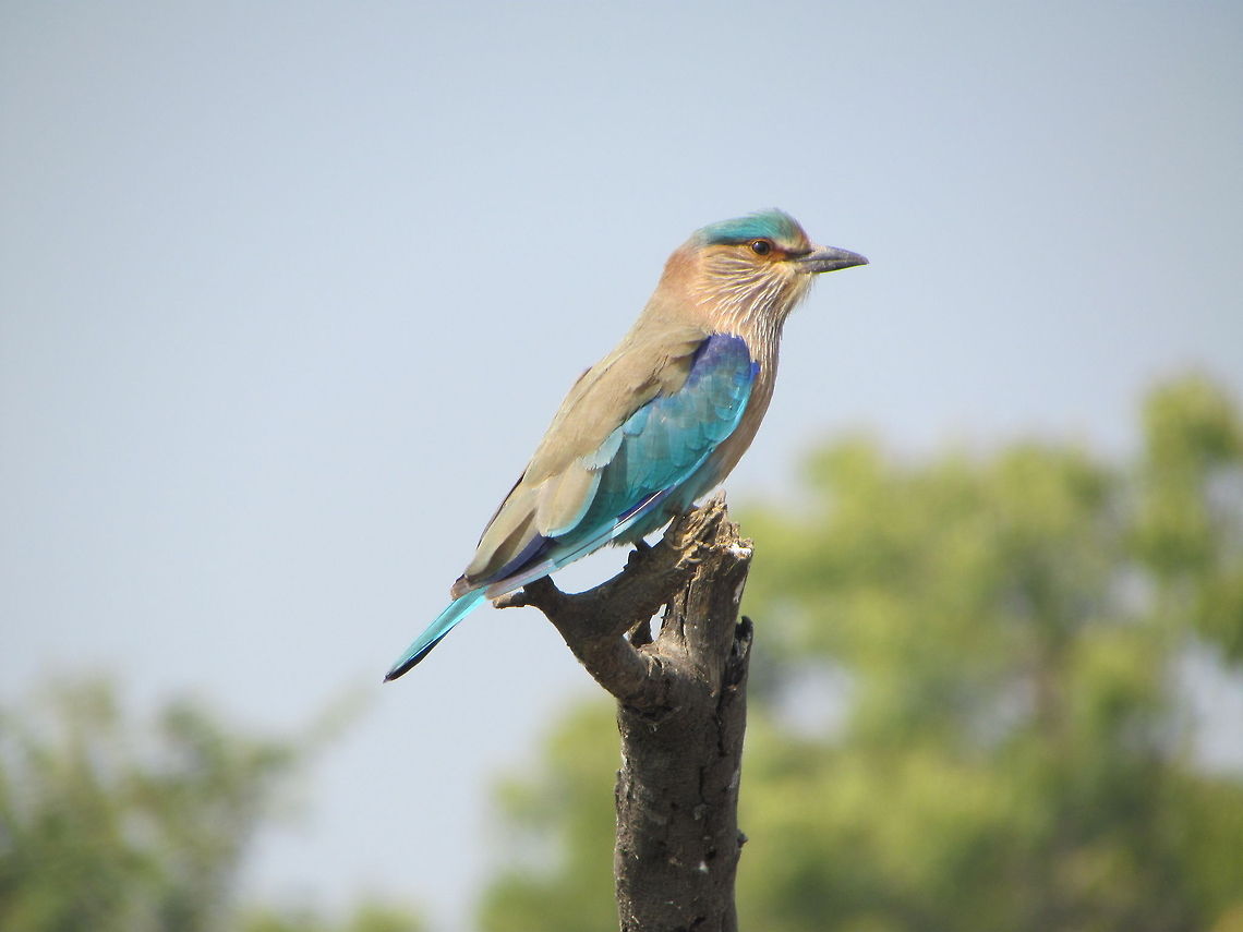 Indian Roller Bird  Coracias benghalensis,Geotagged,India,Indian Roller