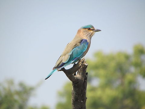 Indian Roller Bird  Coracias benghalensis,Geotagged,India,Indian Roller