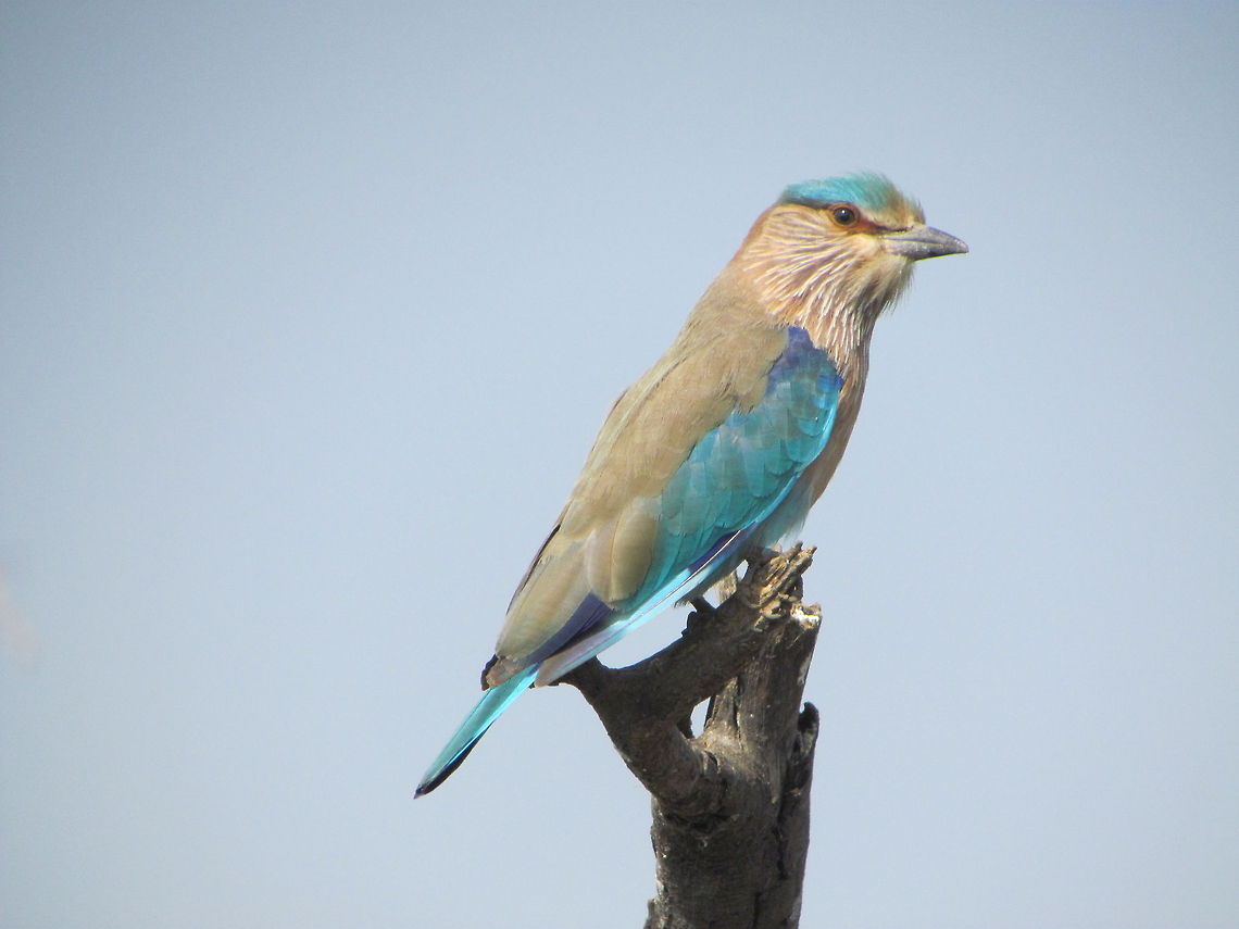 Indian Roller Bird  Coracias benghalensis,Geotagged,India,Indian Roller