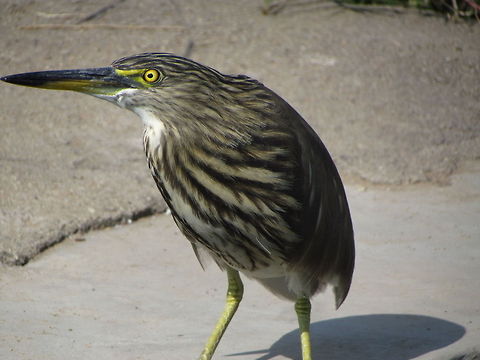 Curious Little Bittern  Ardeola grayii,Geotagged,India,Indian Pond Heron,Ixobrychus minutus,Little Bittern