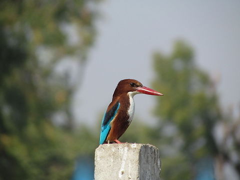 White-throated_Kingfisher  Geotagged,Halcyon smyrnensis,India,White-throated Kingfisher