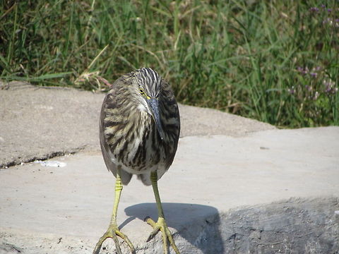 Little Bittern  Ardeola grayii,Geotagged,India,Indian Pond Heron