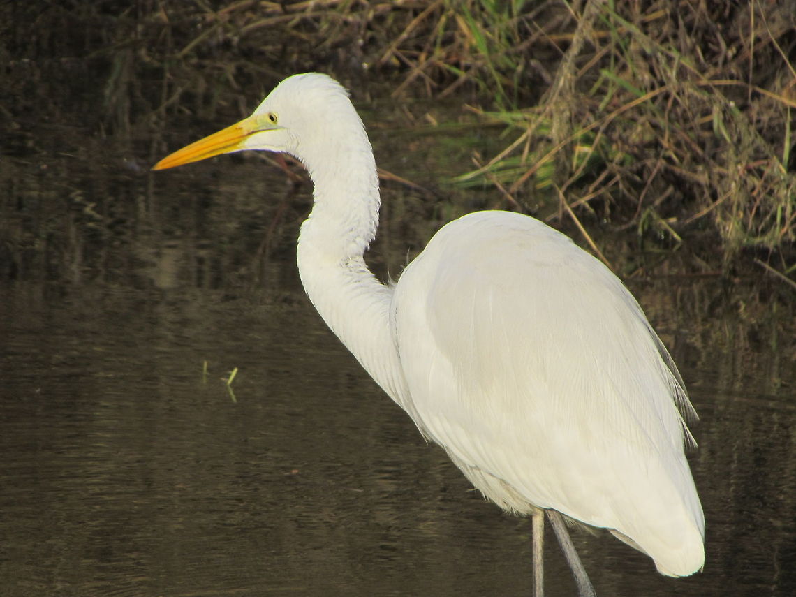 Eastern Great Egret  Ardea alba modesta,Eastern Great Egret,Geotagged,India