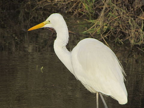 Eastern Great Egret  Ardea alba modesta,Eastern Great Egret,Geotagged,India