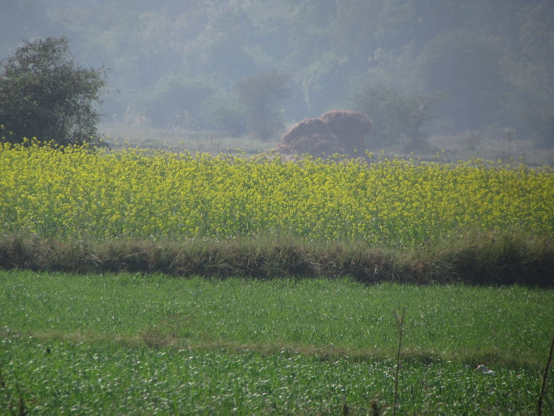Field of rapeseeds  Brassica napus,Geotagged,India,Rapeseed