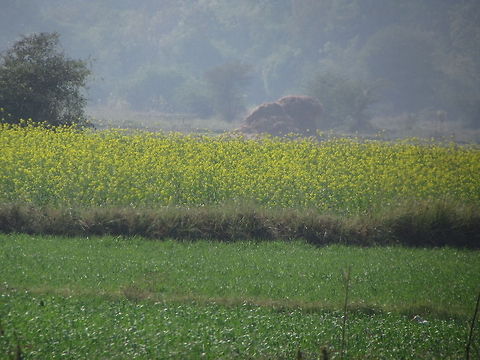 Field of rapeseeds  Brassica napus,Geotagged,India,Rapeseed