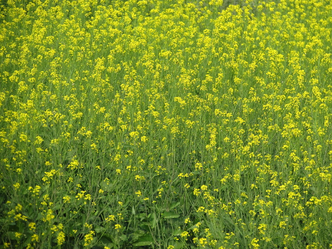 Rapeseed field  Brassica napus,Geotagged,India,Rapeseed