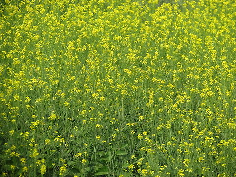 Rapeseed field  Brassica napus,Geotagged,India,Rapeseed