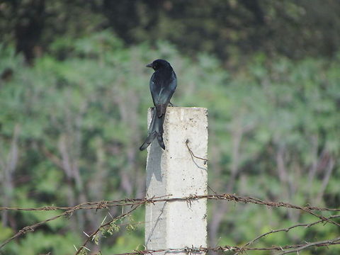 Black Drongo in India  Black Drongo,Dicrurus macrocercus,Geotagged,India