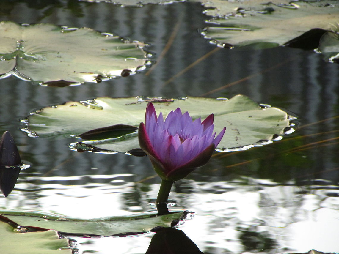 Purple Water Lily Purple water lily near thol, gujurat.  Geotagged,India