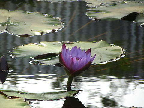 Purple Water Lily Purple water lily near thol, gujurat.  Geotagged,India