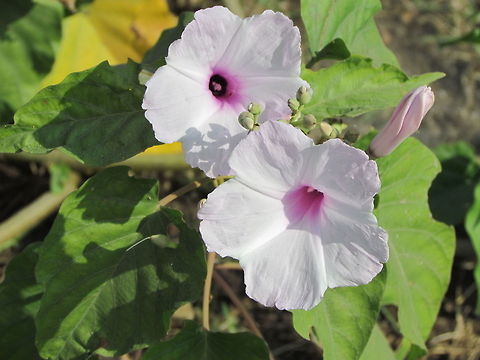 IMG_4059  Geotagged,India