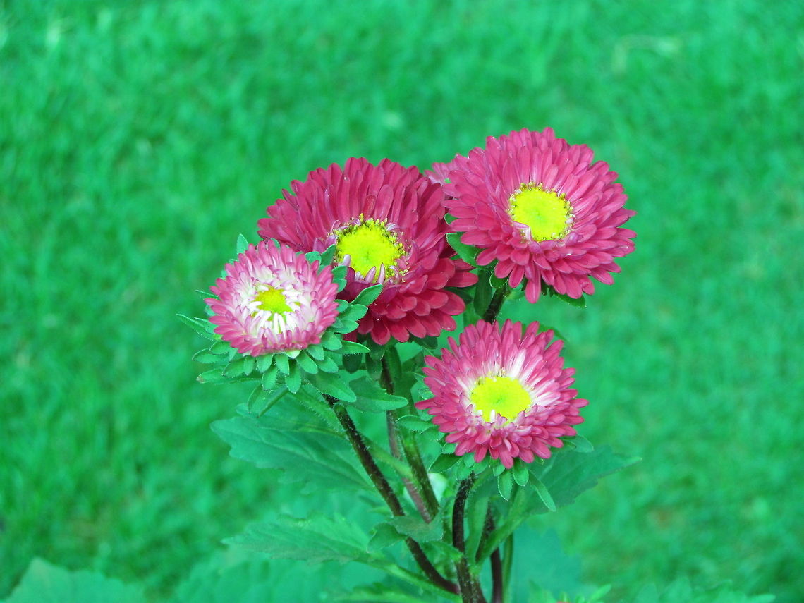chrysanthemum  Chrysanthemum morifolium,Geotagged,India,XEROCHRYSUM BRACTEATUM,Xerochrysum bracteatum