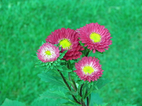 chrysanthemum  Chrysanthemum morifolium,Geotagged,India,XEROCHRYSUM BRACTEATUM,Xerochrysum bracteatum