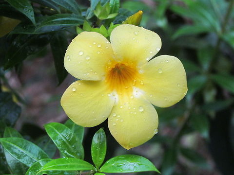 Allamanda_cathartica  Allamanda cathartica,Geotagged,Golden Trumpet,India