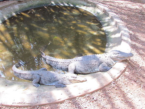 Mugger_crocodiles  Crocodylus palustris,Geotagged,India,Mugger crocodile